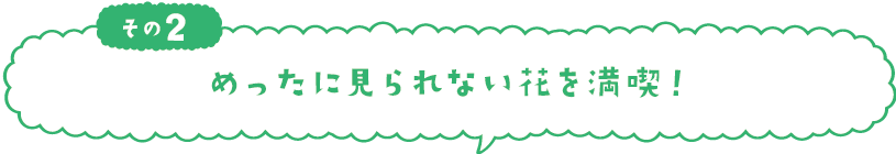 めったに見られない花を満喫！