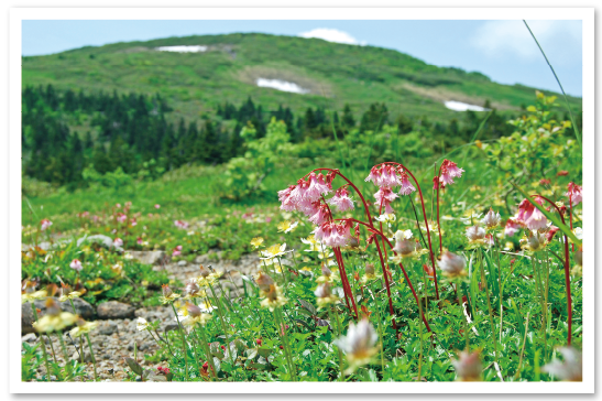 森吉山（高山植物）