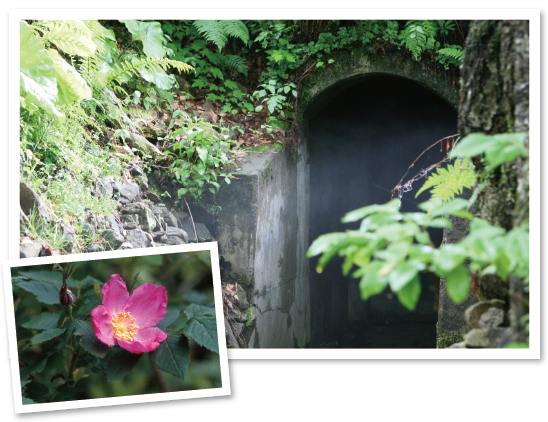 長走風穴高山植物群落