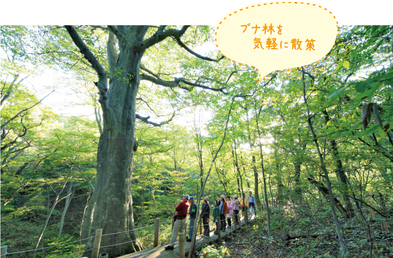 ブナ林を気軽に散策