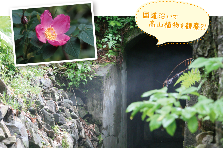 国道沿いで高山植物を観察?!