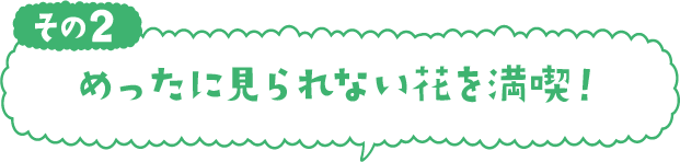 めったに見られない花を満喫！