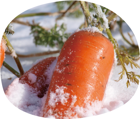 ふかうら雪人参