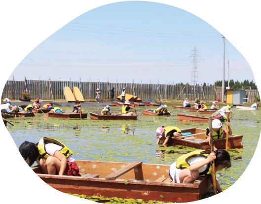 じゅんさい摘み採り体験